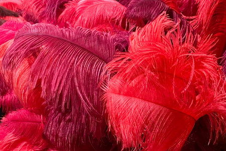 Close-up of colorful feathers for sale at a market stall.の写真素材