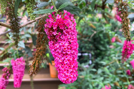 Pink Buddleja davidii flower or butterfly bush in garden.