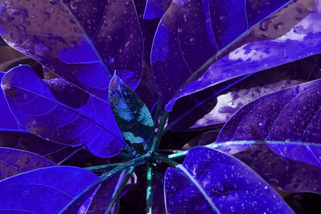 Close up of blue leaves in the garden. Colorful background.の写真素材
