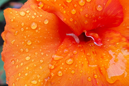 Close up of an orange gladiolus flower with water dropletsの写真素材