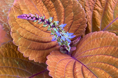 Close up of coleus plant (Plectranthus scutellarioides)