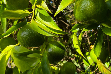 Limes on the tree. Tangerines in the garden.の写真素材