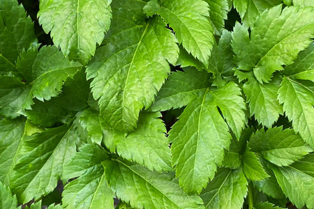 Green leaves background, close-up of fresh green leaves. Nature background