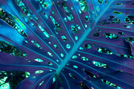 Tropical leaves background. Close up of monstera leaf.