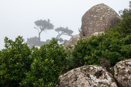 Landscape view of a green forest and rocks in the fog. Sintra, Portugalの写真素材