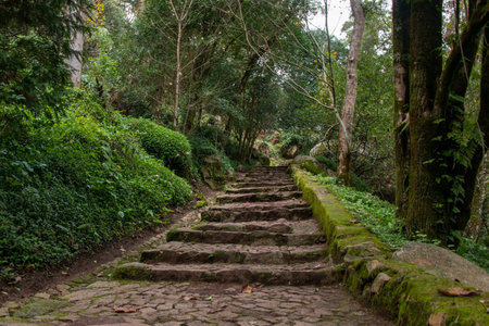 Stone stairs in the forest, Phetchabun, Thailand