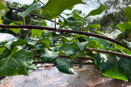 Green leaves of creeper plant with water drops after rain.の写真素材
