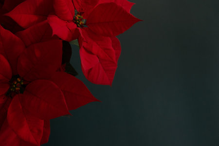 Red poinsettia flower on black background with copy space.の写真素材
