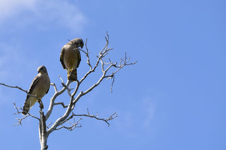 Pair of Red-tailed Hawk (Buteo jamaicensis) perched on a tree