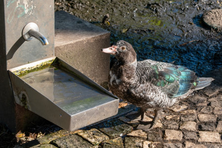 Muscovy duck drinking water from a fountain on a sunny dayの写真素材