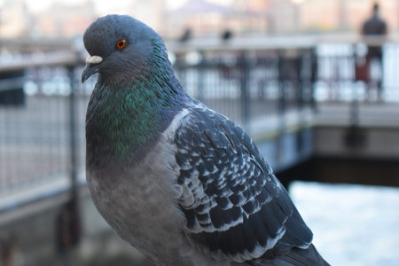 Pigeon on the bridge in the city. Close up.