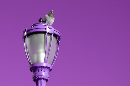 Pigeon sitting on a street lamp against the purple background.の写真素材
