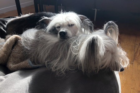Cute Chinese Crested Dog Lying Down on a Sofa