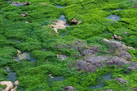 Green algae on the rocks in the water. Seaweed background