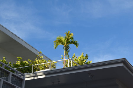 Palm tree on the balcony of a modern house against blue sky