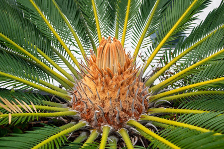 Cycas revoluta, also known as the palm tree, is a species of flowering plant in the genus Cycas.の写真素材