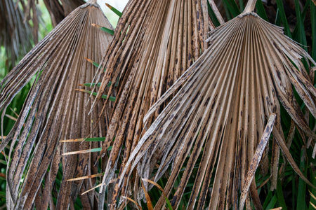 Dry palm leaves in the garden. Tropical background for design.の写真素材