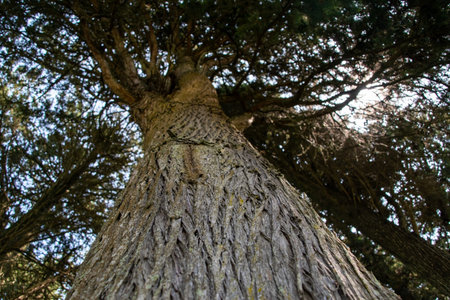 Old tree in the forest, detail of an old tree in the forest