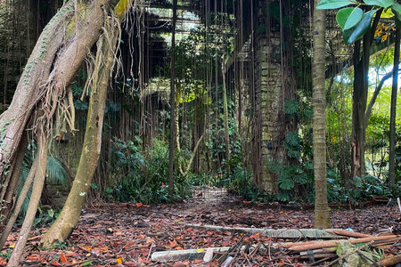 Tropical forest with big banyan tree in Sri Lanka