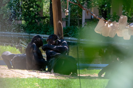 Chimpanzee family playing in the park in summer time.