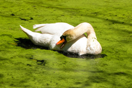 White swan on a green duckweed in a pond in the springの写真素材