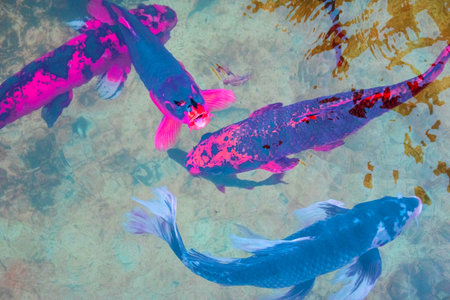 Colorful koi fish in the pond. Shallow depth of field.の写真素材