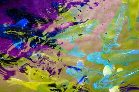 Colorful fishes swimming in a pond. Abstract background and texture.
