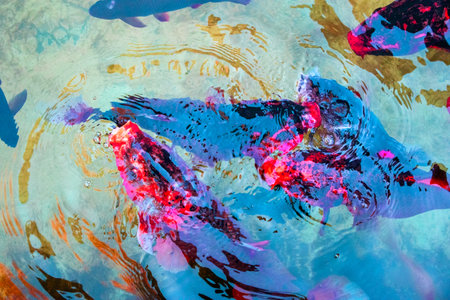 Koi fish in the pond. Colorful fishes in the pond.の写真素材