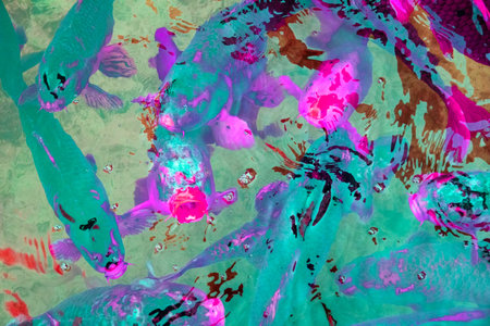 Colorful fishes swimming in a pond, close-up of photo