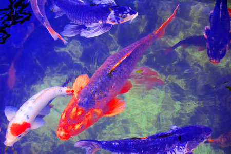 Colorful koi fish in the pond, closeup of photoの写真素材