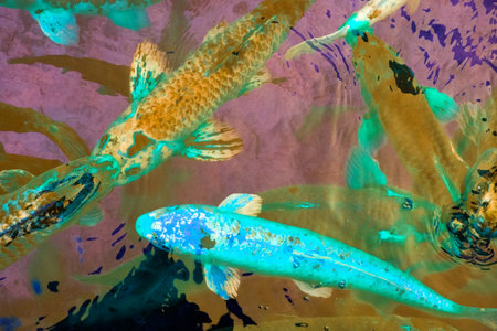 Colorful koi fish in a pond, closeup of photoの写真素材