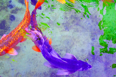 Colorful koi fish swimming in the pond. Abstract background.の写真素材