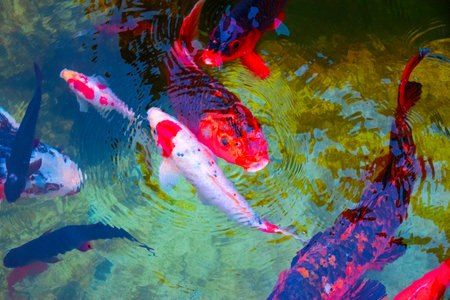Koi fish swimming in the pond. Beautiful colorful koi fish.の写真素材