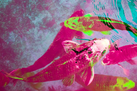 Koi fish swimming in the water. Colorful fishes in the aquarium.の写真素材