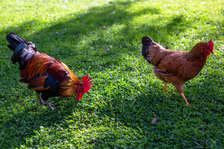 Rooster and hen on green grass in the garden at thailandの写真素材