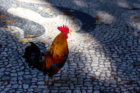 Rooster on the cobbled street in the city of Lisbon, Portugal