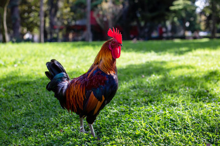 Colorful rooster on the green grass. Selective focus.の写真素材