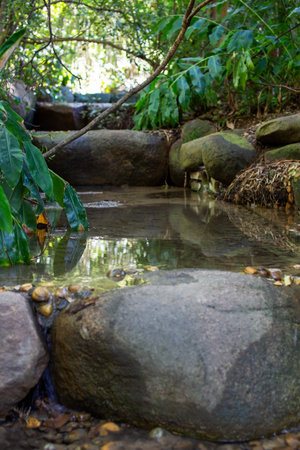 Small stream in the forest with stones and green leaves in the foreground