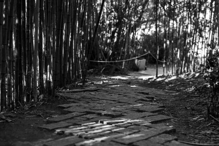 Black and white image of a bamboo walkway in the park.の写真素材