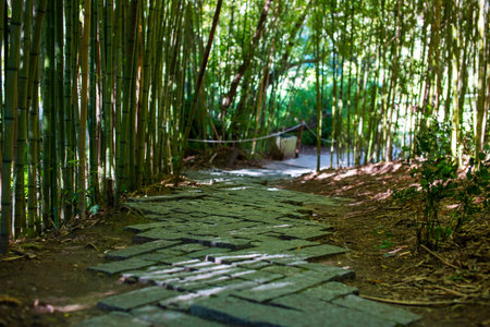 Pathway in the bamboo forest at Doi Inthanon National Park, Chiang Mai, Thailandの写真素材