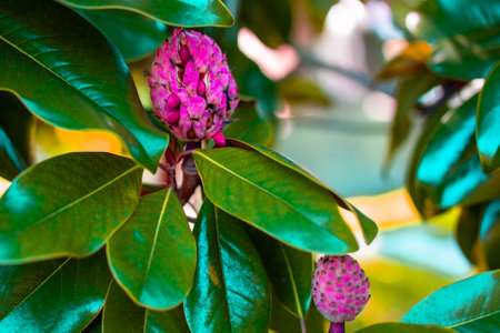 Pink magnolia flower on the tree in the garden, Thailand.の写真素材