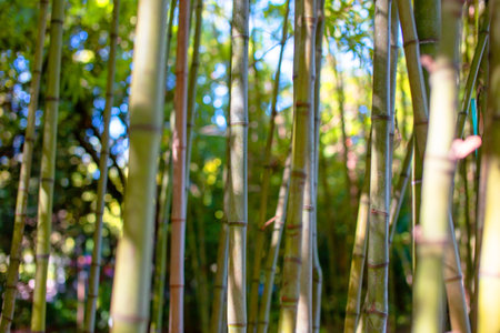 Bamboo forest in the park, natural background, close-upの写真素材