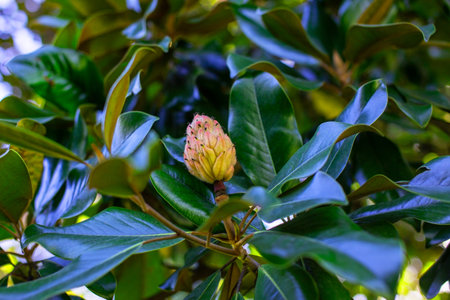 Magnolia grandiflora flower (Magnolia grandiflora)の写真素材
