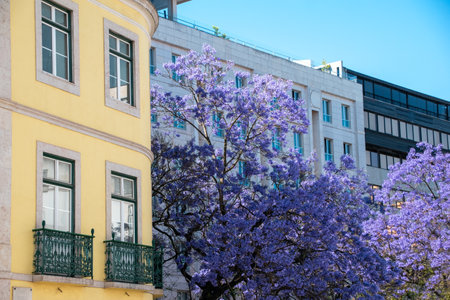 Jacaranda tree blooming in the streets of Lisbon, Portugalの写真素材