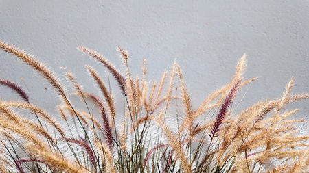 Pennisetum pedicellatum flower on white wall background