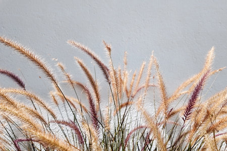 Pennisetum pedicellatum flower on white wall backgroundの写真素材