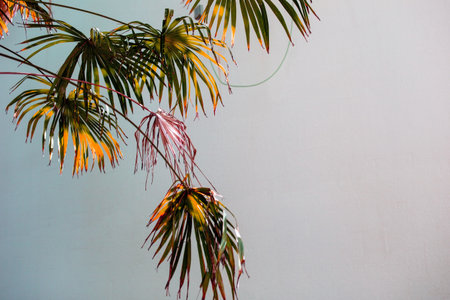 Palm leaves on a white wall. Tropical background with palm leaves.の写真素材
