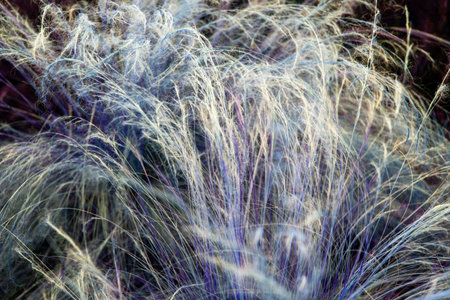 closeup of dry grass with blurred background, abstract nature background.の写真素材