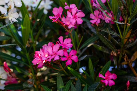 Pink oleander flowers blooming in the garden, selective focus