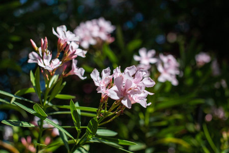 Pink oleander flowers blooming in the garden on a sunny day